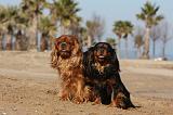 CAVALIER KING CHARLES 470